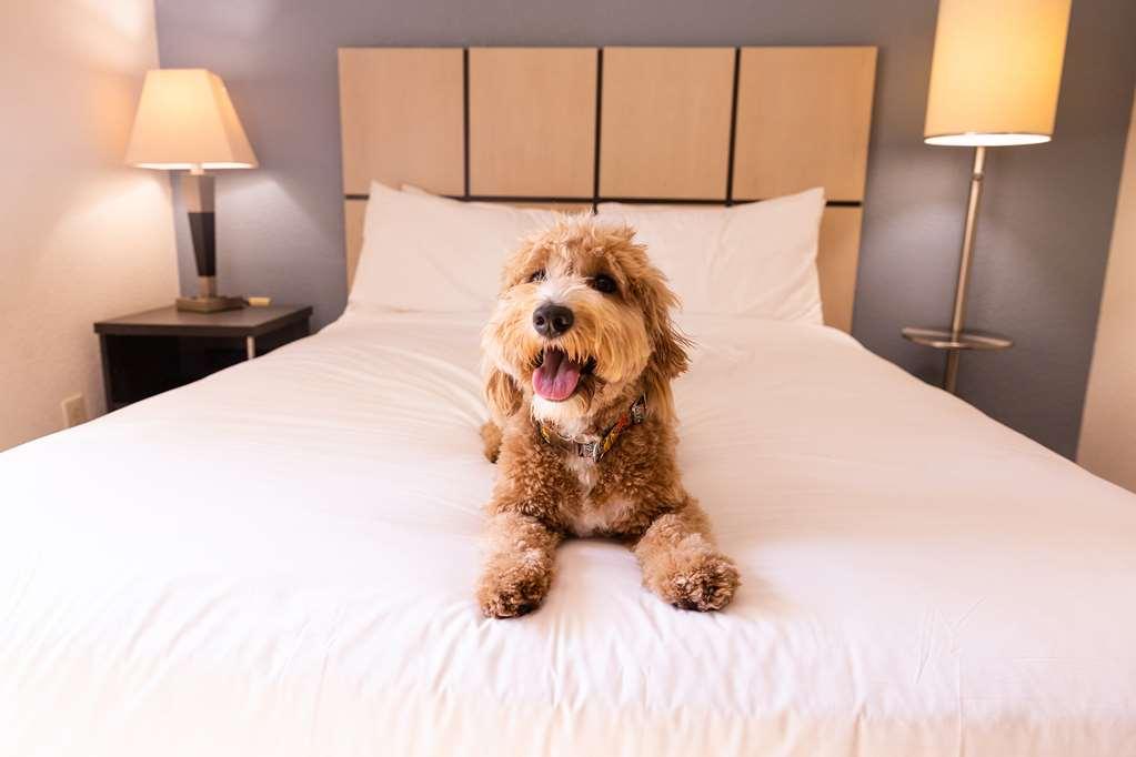 Sonesta Simply Suites Austin The Domain Area Номер фото